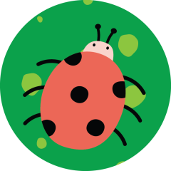 Ladybird
